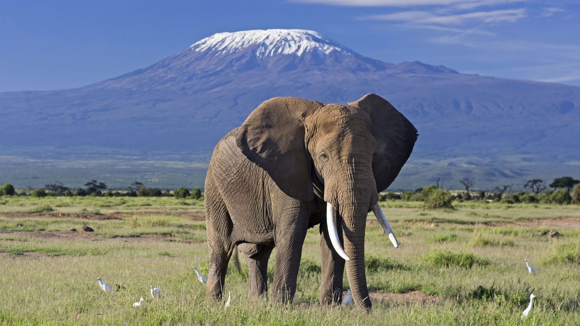 Enjoy the beauty of Amboseli National park